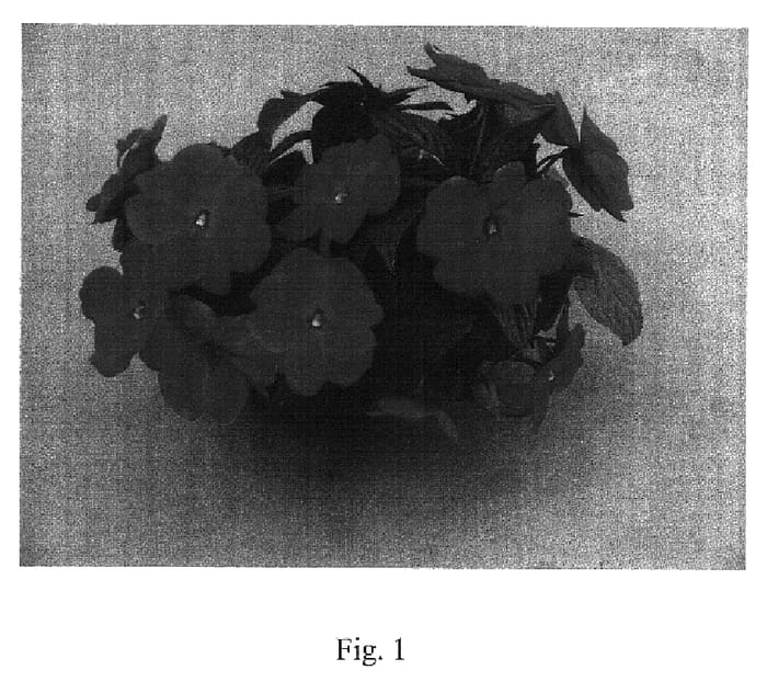 Figure 1 of US plant patent PP18326, the photograph of GruNeu 21 printed in the patent.