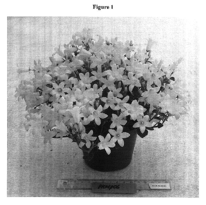 Figure 1 of US plant patent PP18327, the photograph of PKMP06 printed in the patent.