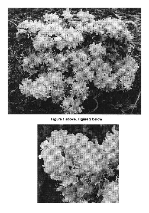 Figure 1 of US plant patent PP18328, the photograph of PJM Pink Delight printed in the patent.