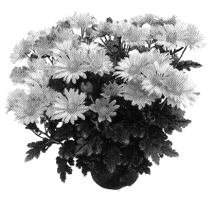 Figure 1 of US plant patent PP18329, the photograph of GG GTCHA 05 printed in the patent.
