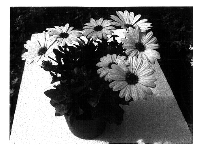 Figure 1 of US plant patent PP18330, the photograph of Oste whiteytwo printed in the patent.