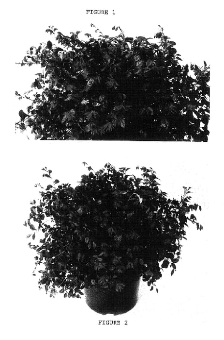 Figure 1 of US plant patent PP18331, the photograph of Shang-hi printed in the patent.