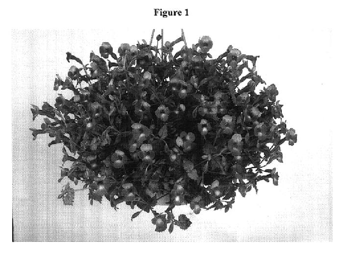 Figure 1 of US plant patent PP18332, the photograph of DANMOON17 printed in the patent.