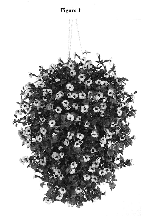 Figure 1 of US plant patent PP18333, the photograph of DANMOON16 printed in the patent.