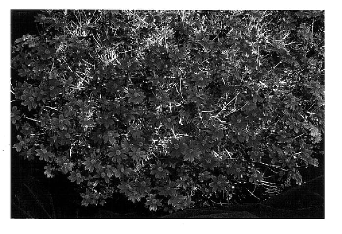 Figure 1 of US plant patent PP18334, the photograph of Cherry Lemonade printed in the patent.
