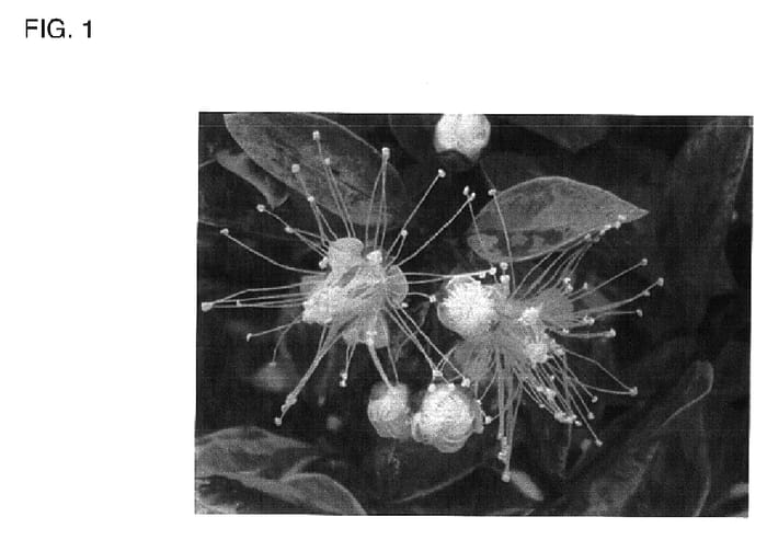 Figure 1 of US plant patent PP18335, the photograph of 4tune8one printed in the patent.