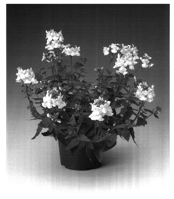 Figure 1 of US plant patent PP18336, the photograph of Nemhawit printed in the patent.