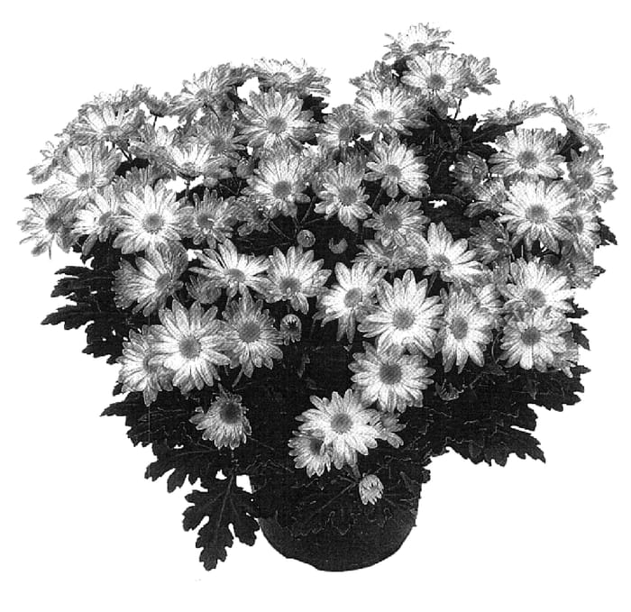 Figure 1 of US plant patent PP18337, the photograph of GG GOBTW 05 printed in the patent.