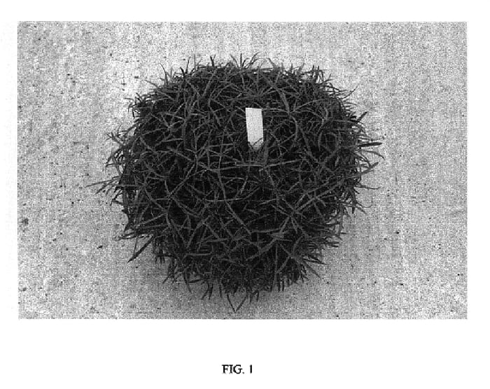 Figure 1 of US plant patent PP18338, the photograph of Strawberry Sorbet printed in the patent.