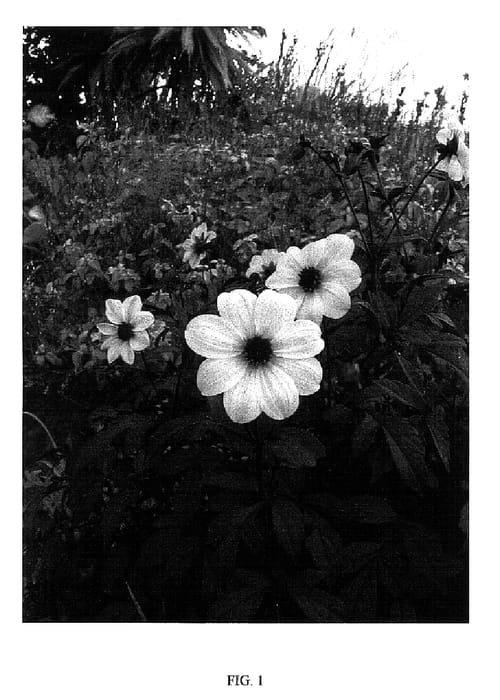 Figure 1 of US plant patent PP18339, the photograph of Knockout printed in the patent.