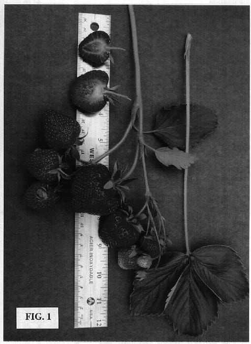 Figure 1 of US plant patent PP18340, the photograph of Wendy printed in the patent.