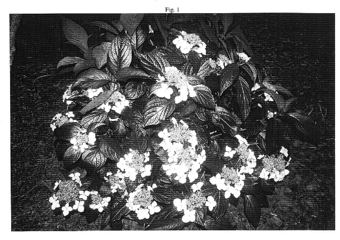 Figure 1 of US plant patent PP18341, the photograph of HYMMAD III printed in the patent.