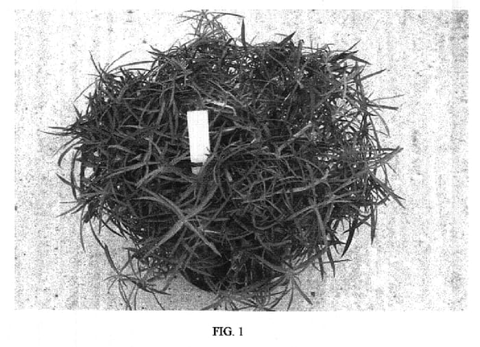 Figure 1 of US plant patent PP18342, the photograph of Cranberry Ice printed in the patent.