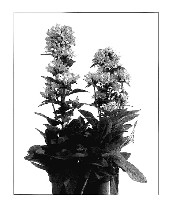 Figure 1 of US plant patent PP18343, the photograph of Emerald printed in the patent.