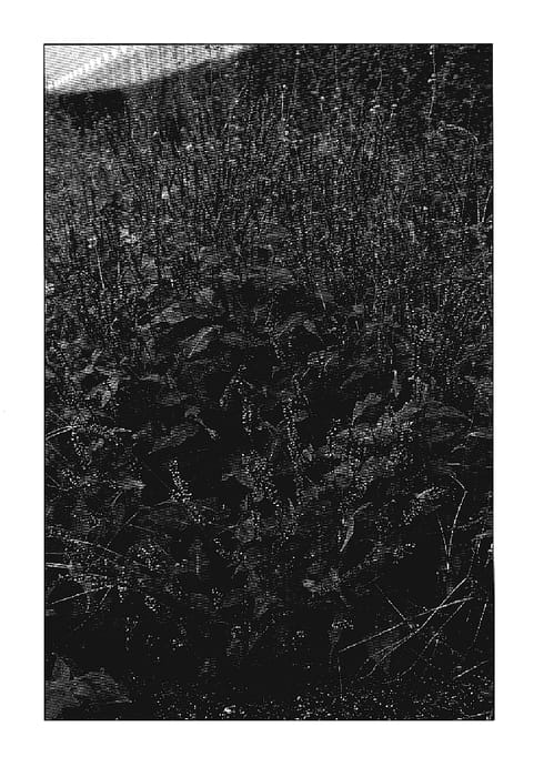 Figure 1 of US plant patent PP18344, the photograph of Orange Field printed in the patent.