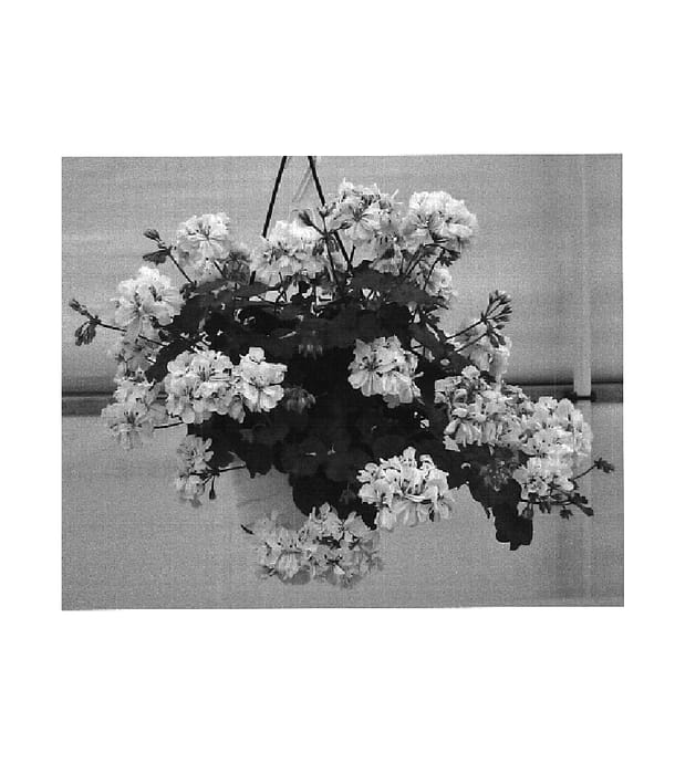 Figure 1 of US plant patent PP18345, the photograph of Guigloria printed in the patent.