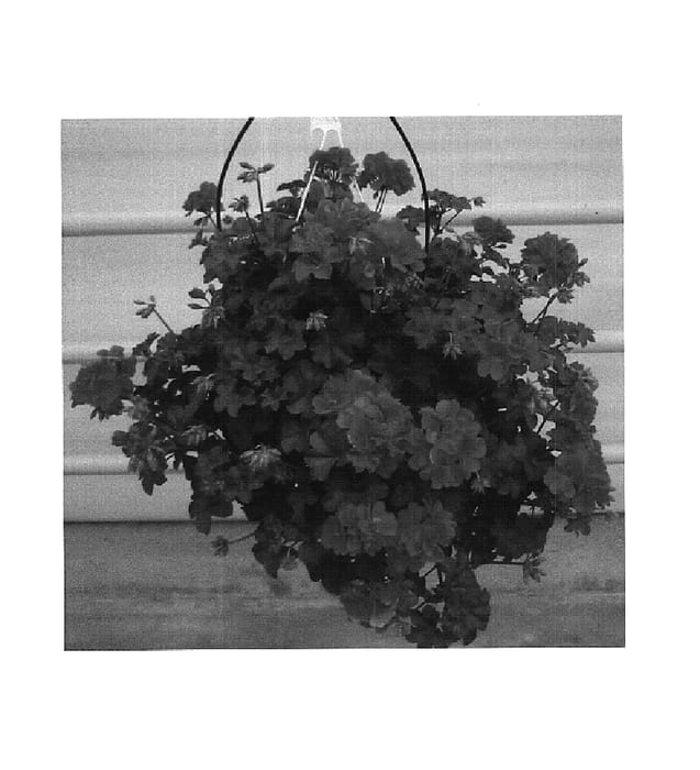 Figure 1 of US plant patent PP18346, the photograph of Guitroika printed in the patent.