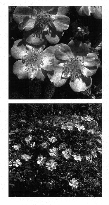Figure 1 of US plant patent PP18347, the photograph of Chewmaytime printed in the patent.