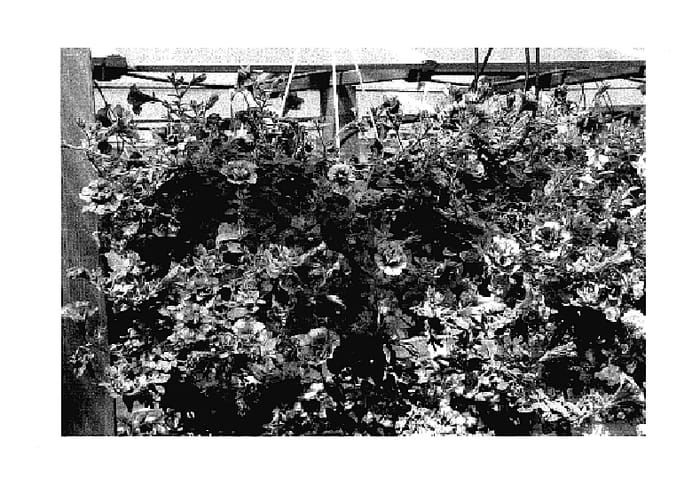 Figure 1 of US plant patent PP18348, the photograph of KLEPH04063 printed in the patent.