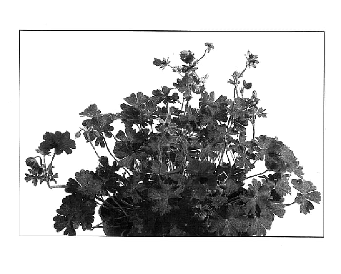 Figure 1 of US plant patent PP18349, the photograph of Indy Red printed in the patent.