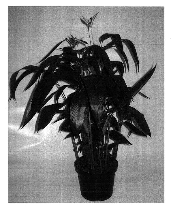 Figure 1 of US plant patent PP18350, the photograph of Lars printed in the patent.