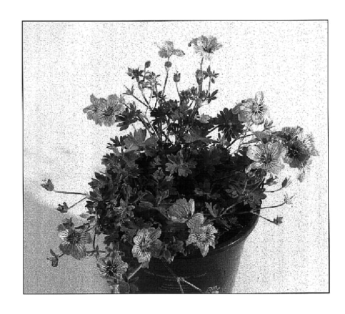 Figure 1 of US plant patent PP18351, the photograph of Alicelo printed in the patent.