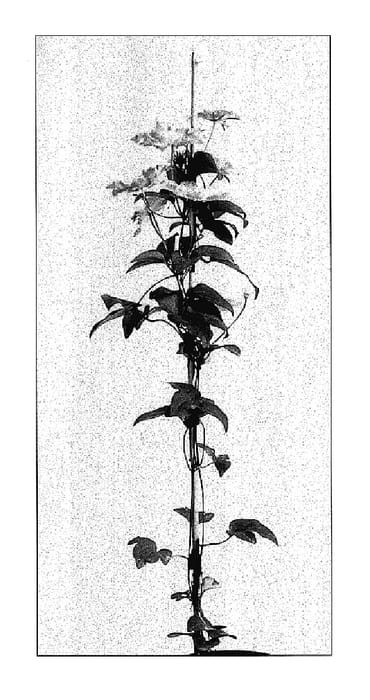 Figure 1 of US plant patent PP18352, the photograph of Ice Crystal printed in the patent.