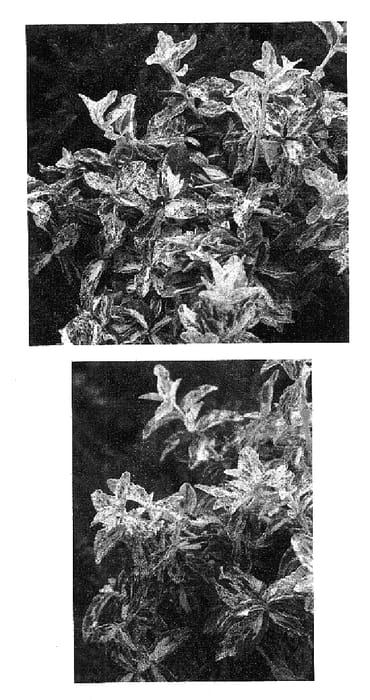 Figure 1 of US plant patent PP18353, the photograph of Hooij printed in the patent.