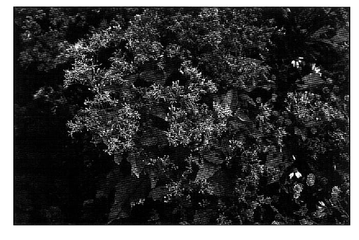 Figure 1 of US plant patent PP18354, the photograph of Phantom printed in the patent.