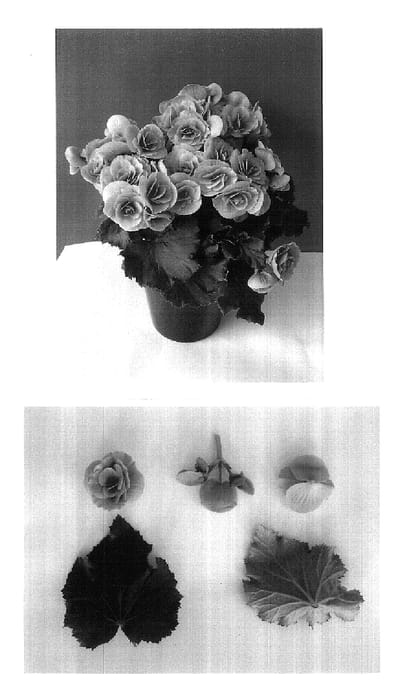 Figure 1 of US plant patent PP18355, the photograph of Berseko Light Pink printed in the patent.
