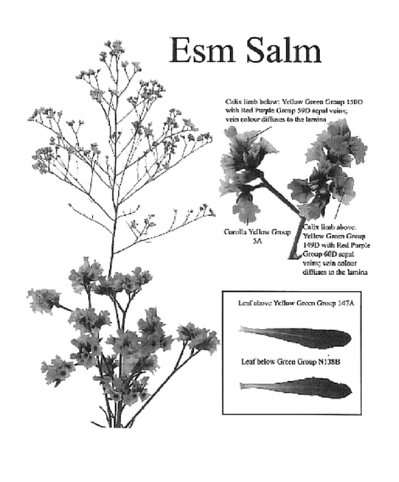 Figure 1 of US plant patent PP18356, the photograph of Esm Salm printed in the patent.