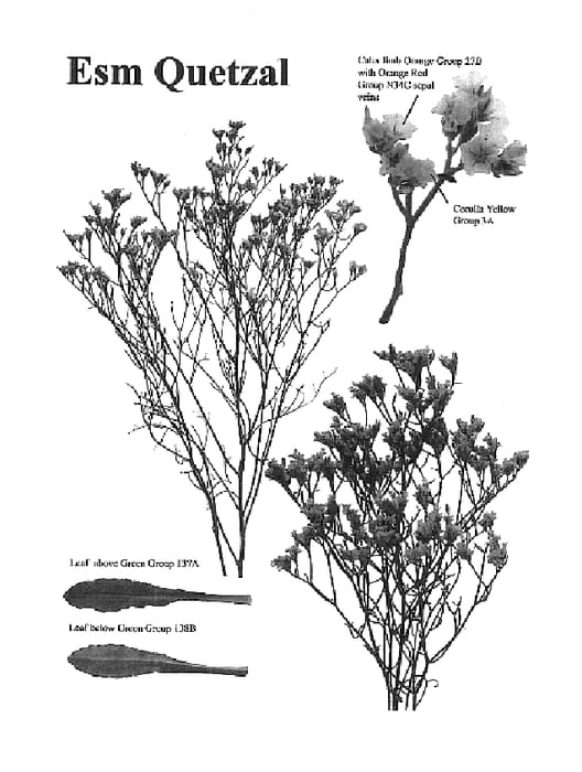 Figure 1 of US plant patent PP18357, the photograph of Esm Quetzal printed in the patent.