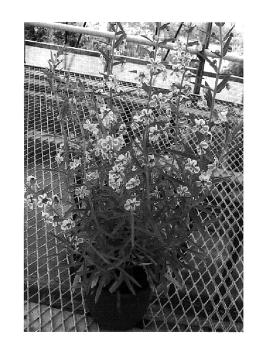 Figure 1 of US plant patent PP18358, the photograph of Fairy Queen printed in the patent.