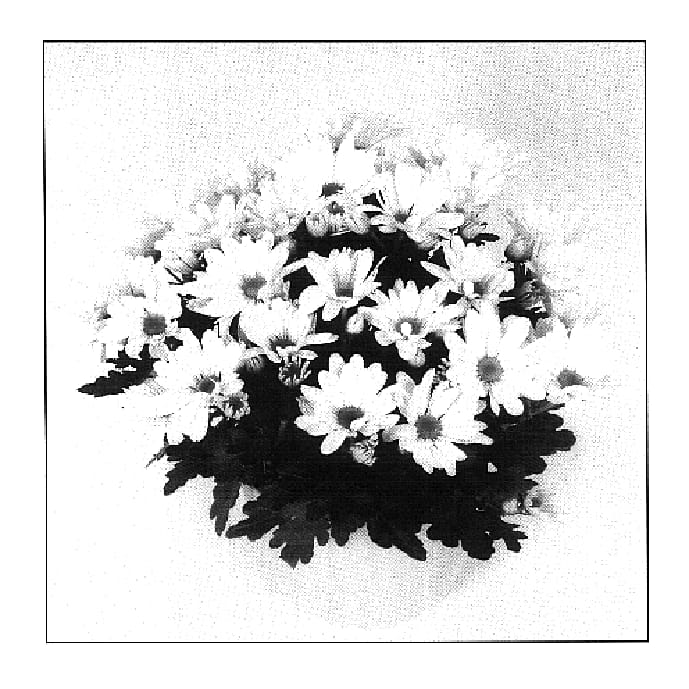 Figure 1 of US plant patent PP18359, the photograph of Letitia Time Improved printed in the patent.