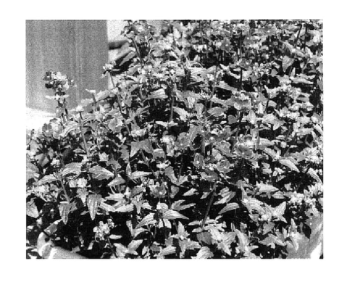 Figure 1 of US plant patent PP18360, the photograph of KLENE04146 printed in the patent.