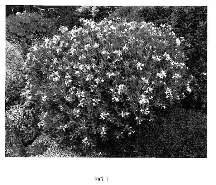 Figure 1 of US plant patent PP18361, the photograph of Blafra printed in the patent.