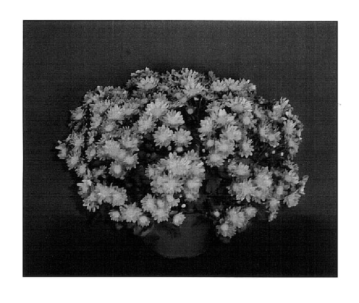 Figure 1 of US plant patent PP18362, the photograph of Dark Bronze Cherie printed in the patent.