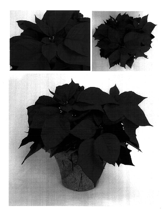 Figure 1 of US plant patent PP18363, the photograph of PER11403 printed in the patent.