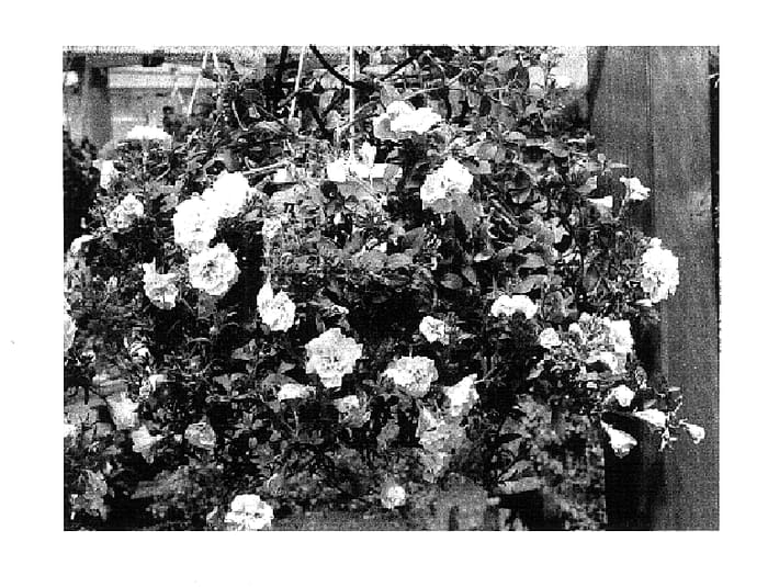 Figure 1 of US plant patent PP18364, the photograph of KLEC04065 printed in the patent.