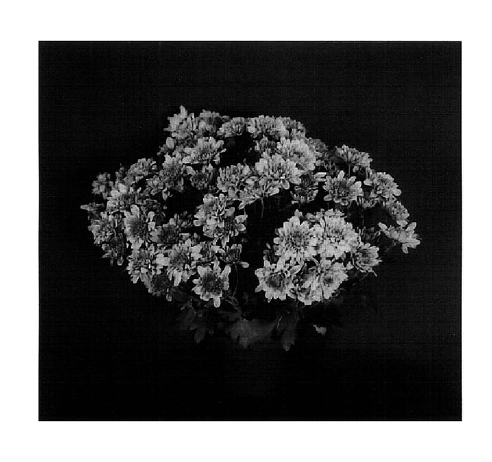 Figure 1 of US plant patent PP18365, the photograph of Yomarquette printed in the patent.