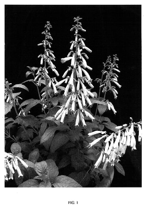 Figure 1 of US plant patent PP18366, the photograph of CROSNOQUE printed in the patent.