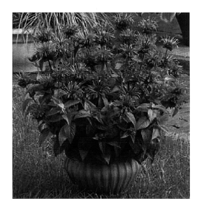 Figure 1 of US plant patent PP18367, the photograph of Pink Lace printed in the patent.
