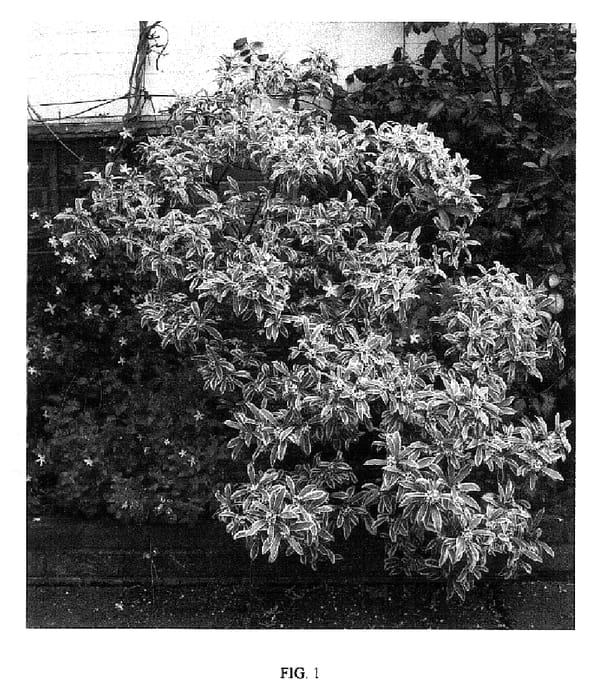 Figure 1 of US plant patent PP18368, the photograph of HEWREB printed in the patent.