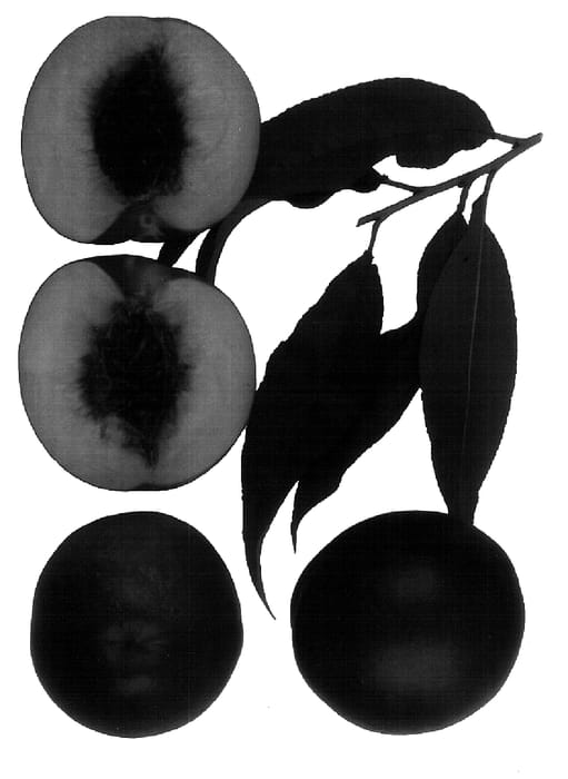 Figure 1 of US plant patent PP18369, the photograph of Cascade printed in the patent.