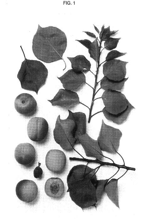 Figure 1 of US plant patent PP18370, the photograph of GA 10F printed in the patent.
