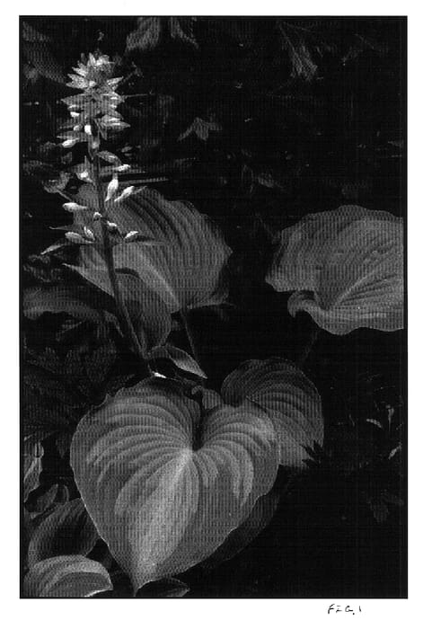 Figure 1 of US plant patent PP18371, the photograph of Beckoning printed in the patent.