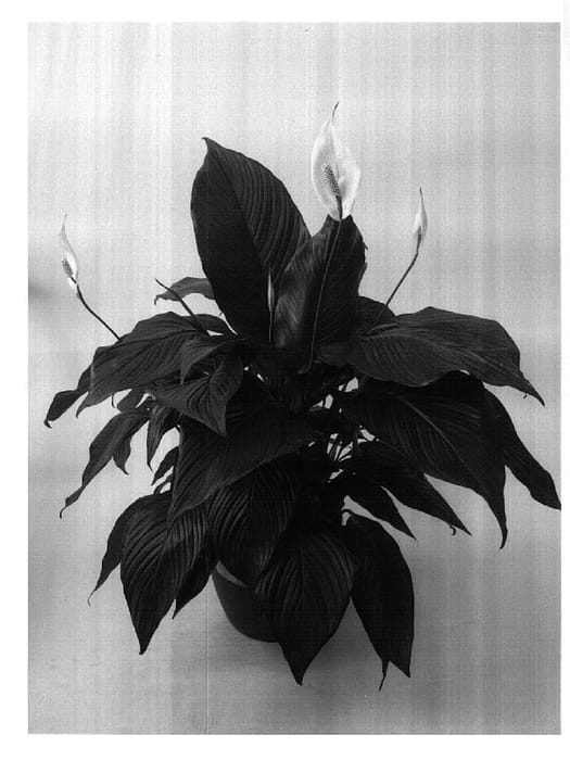 Figure 1 of US plant patent PP18372, the photograph of Sweet Roberta printed in the patent.