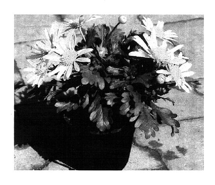 Figure 1 of US plant patent PP18373, the photograph of Straesun printed in the patent.