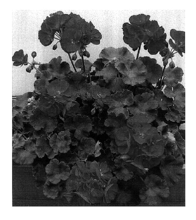 Figure 1 of US plant patent PP18374, the photograph of Pacfox printed in the patent.