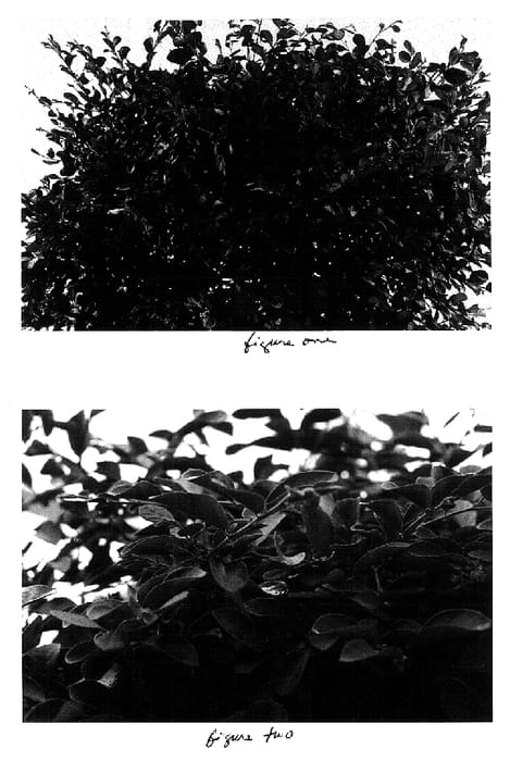 Figure 1 of US plant patent PP18375, the photograph of Plaze printed in the patent.